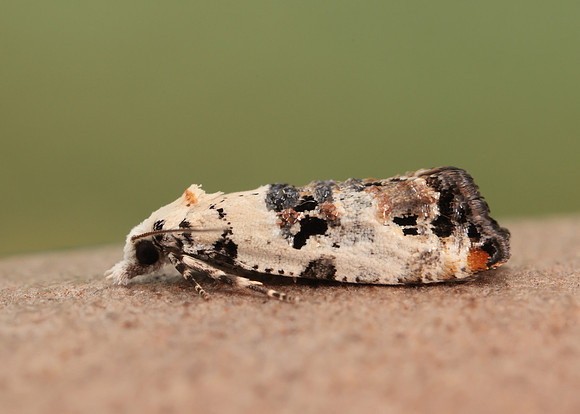 49.094 BF923 Phtheochroa sodaliana