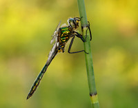 Brilliant Emerald Somatochlora metallica