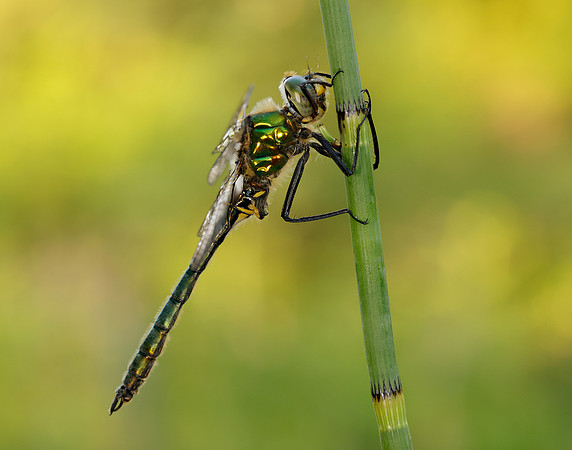 Brilliant Emerald Somatochlora metallica
