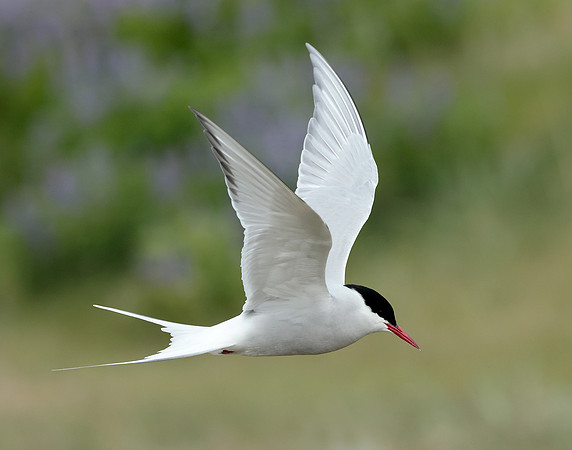 Arctic Tern Sterna paradisaea