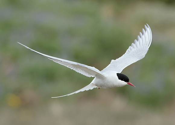 Arctic Tern Sterna paradisaea