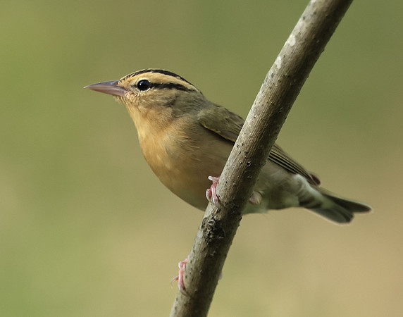 Worm-eating Warbler Helmitheros vermivorum