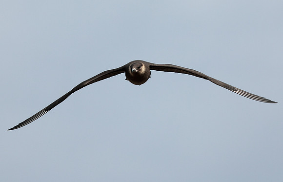 Arctic Skua Stercorarius parasiticus