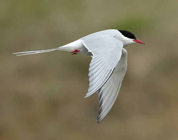 Arctic Tern Sterna paradisaea