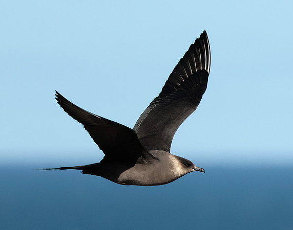 Arctic Skua Stercorarius parasiticus
