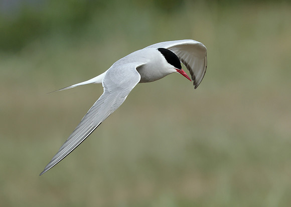 Arctic Tern Sterna paradisaea