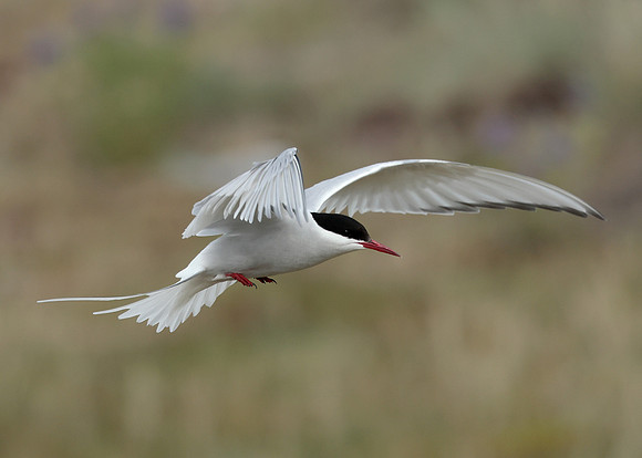 Arctic Tern Sterna paradisaea