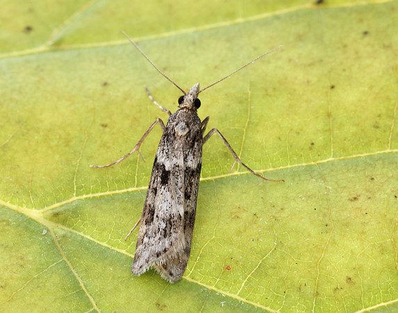 63.069 BF1342 Eudonia angustea
