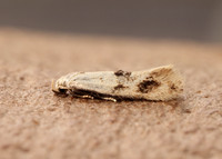 38.039 BF609 Elachista maculicerusella