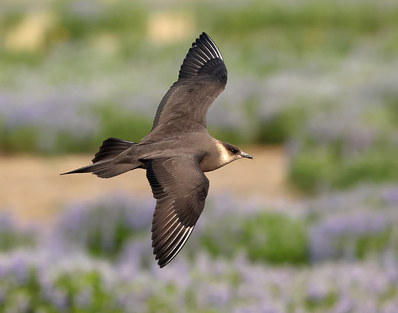Arctic Skua Stercorarius parasiticus