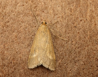 63.035 BF1393 Udea uliginosalis