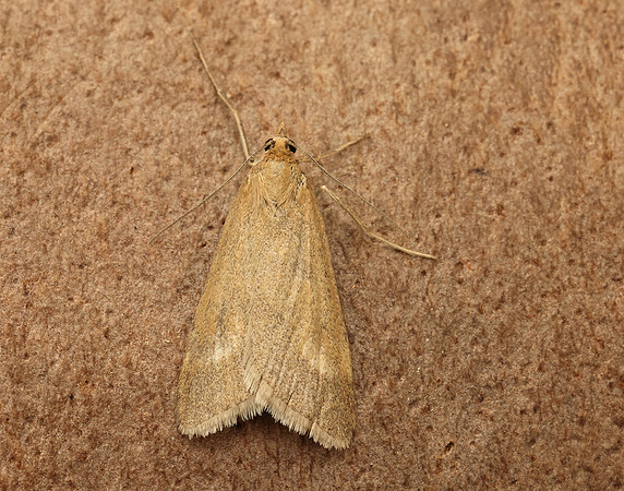 63.035 BF1393 Udea uliginosalis