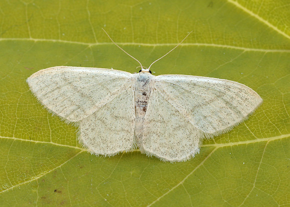 70.009 BF1709 Satin Wave Idaea subsericeata
