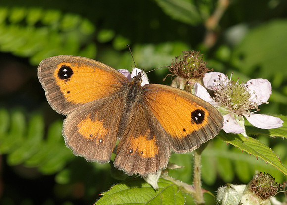 Gatekeeper Pyronia tithonus