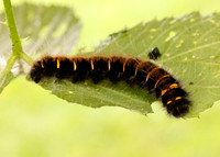 66.008 BF1638 Fox Moth Macrothylacia rubi