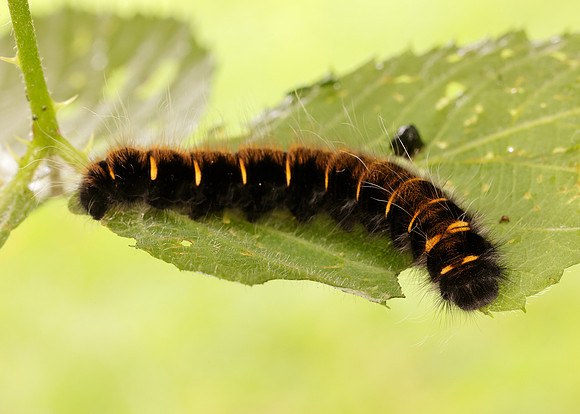 66.008 BF1638 Fox Moth Macrothylacia rubi