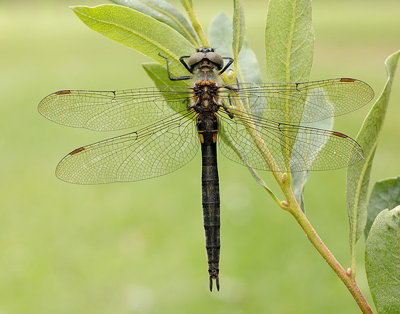 Northern Emerald Somatochlora arctica