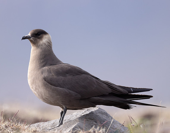 Arctic Skua Stercorarius parasiticus