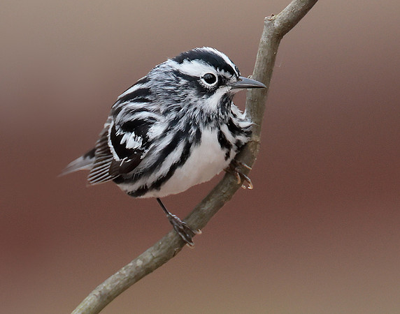 Black & White Warbler Mniotilta varia