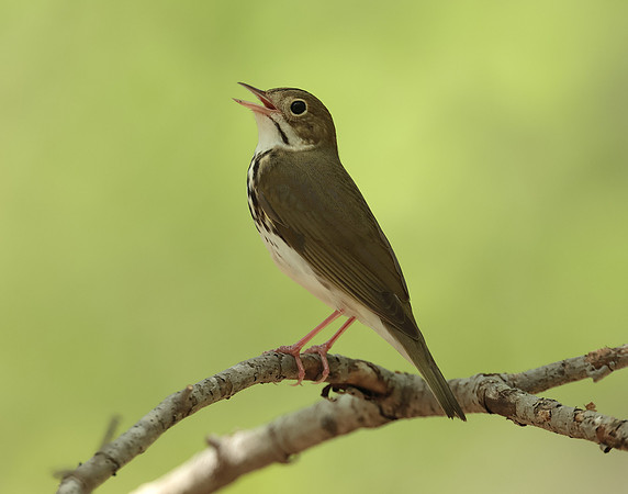 Ovenbird Seiurus aurocapilla