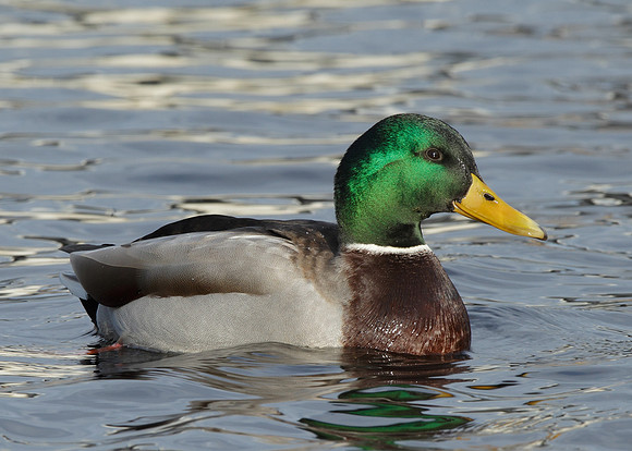 Mallard Anas platyrhynchos