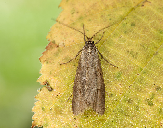 29.002 BF664 Diurnea lipsiella