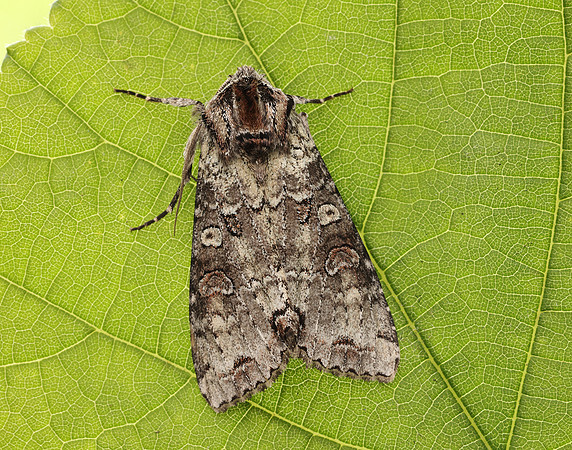 73.260 BF2149 Silvery Arches Polia hepatica