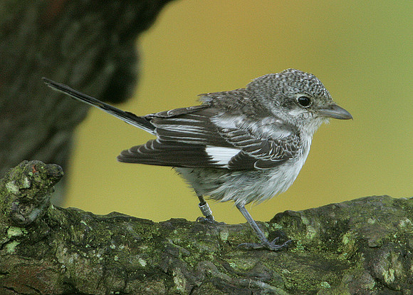 Masked Shrike Lanius nubicus