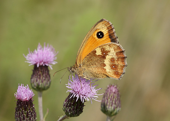 Gatekeeper Pyronia tithonus
