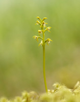 Coralroot Orchid Corallorhiza trifida