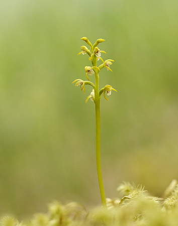 Coralroot Orchid Corallorhiza trifida