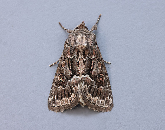 73.109 BF2303 Straw Underwing Thalpophila matura