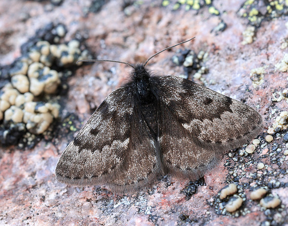 70.289 BF1965 Black Mountain Moth Glacies coracina