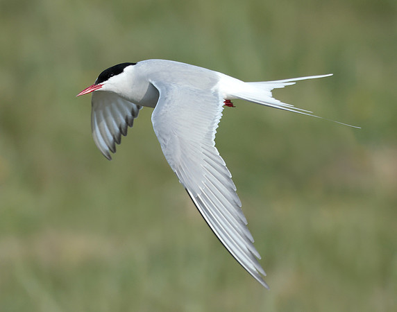 Arctic Tern Sterna paradisaea