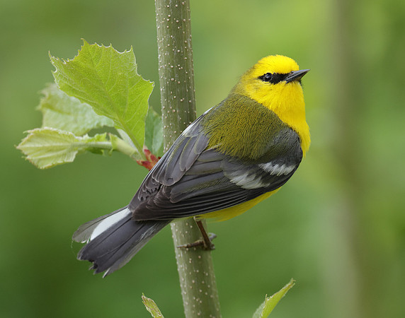 Blue-winged Warbler Vermivora cyanoptera