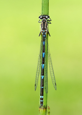 Variable Damselfly Coenagrion pulchellum