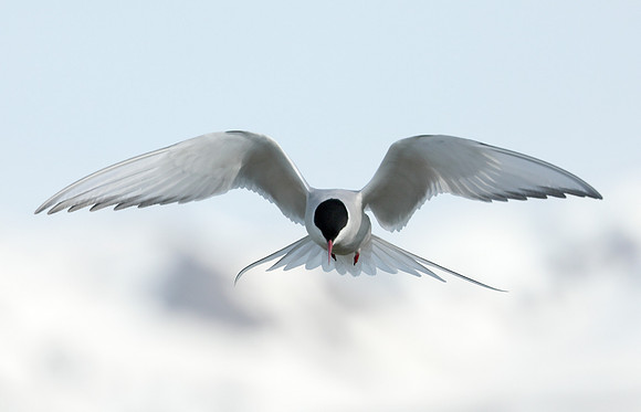 Arctic Tern Sterna paradisaea