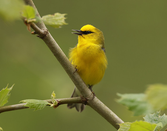 Blue-winged Warbler Vermivora cyanoptera