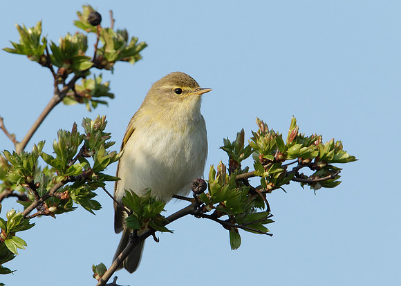 Willow Warbler Phylloscopus trochilus
