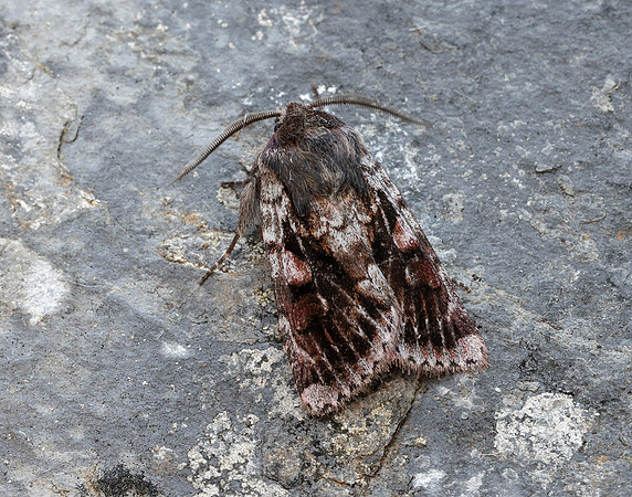73.363 BF2125 Northern Dart Xestia alpicola