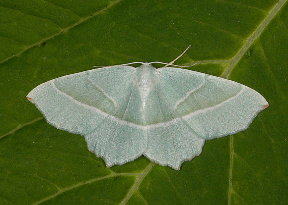 70.283 BF1961 Light Emerald Campaea margaritata