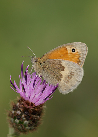 Small Heath Coenonympha pamphilus