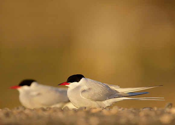 Arctic Tern Sterna paradisaea