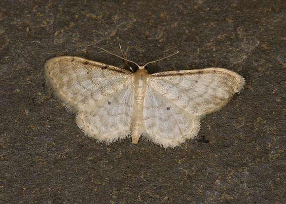 70.006BF 1705 Dwarf Cream Wave Idaea fuscovenosa