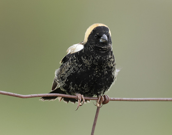 Bobolink Dolichonyx oryzivorus