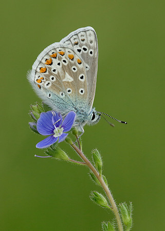 Common Blue Polyommatus icarus