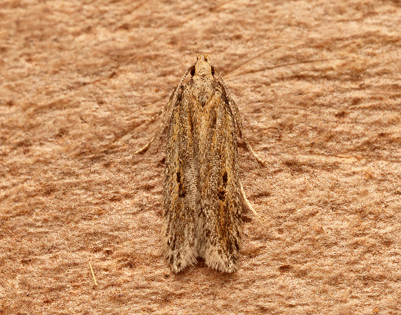 35.093 BF792 Mirificarma mulinella