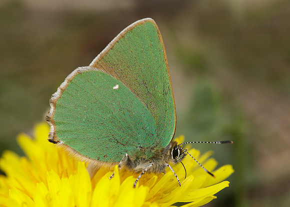 Green Hairstreak Callophrys rubi
