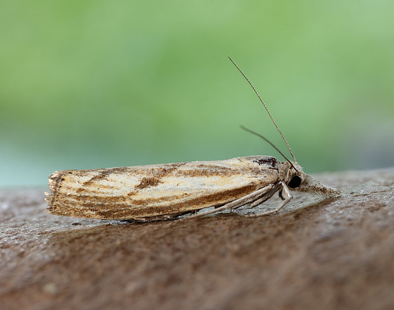 63.090 BF1306 Agriphila inquinatella