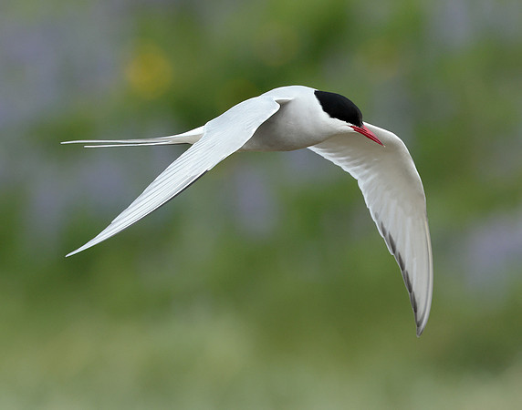 Arctic Tern Sterna paradisaea